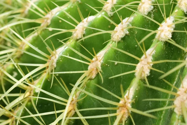 Selektiver Fokus Auf Goldfasskakteen Echinocactus Grusonii Bekannte Kakteenarten — Stockfoto