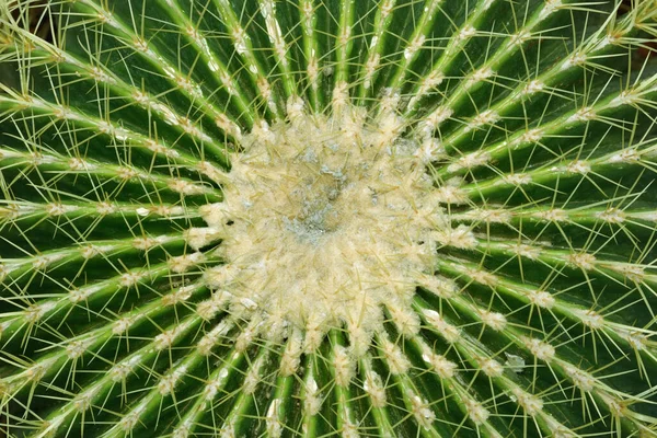 Επιλεκτική Εστίαση Στο Σμήνος Κάκτων Echinocactus Grusonii Γνωστό Είδος Κάκτου — Φωτογραφία Αρχείου