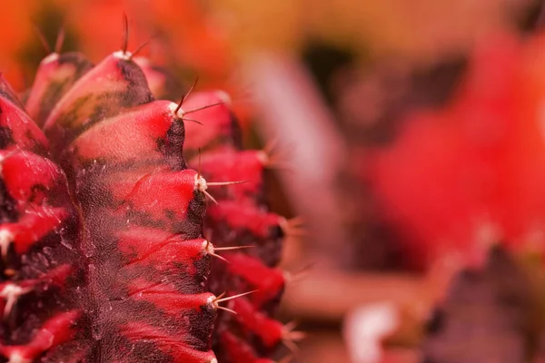 Makroaufnahme Von Buntem Gymnocalycium Rubinrotem Kaktus Selektiver Fokus — Stockfoto