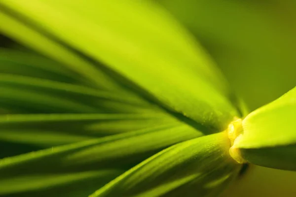 Dracaena Cochinensis Zelené Listy Vzor Pozadí — Stock fotografie