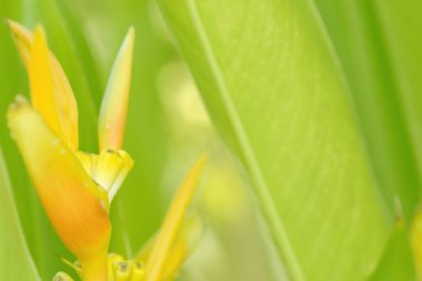 Soyut sarı Heliconia ya da papağan çiçeği, yeşil arka planda izole..