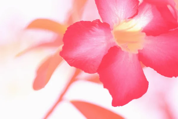 Abstract Adenium Flower Або Desert Rose Ізольовані Рожевому Фоні — стокове фото