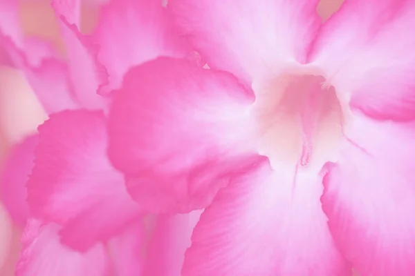 Abstrakt Adenium Blomma Eller Desert Rose Isolerad Rosa Bakgrund — Stockfoto