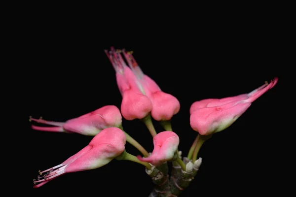 Крупный План Розовый Euphorbia Tithymaloides Тапочки Цветы Изолированные Черном Bachground — стоковое фото