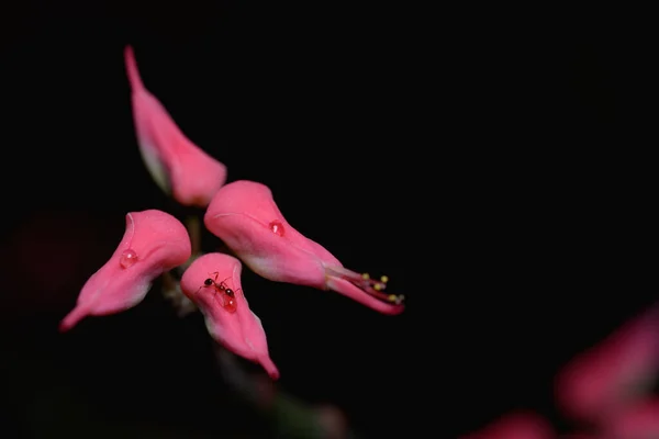 Closeup Pink Euphorbia Tithymaloides Slipper Flowers Isolated Black Bachground — Stock Photo, Image