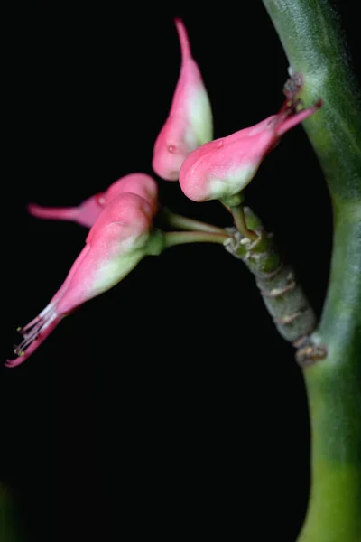 Primeros Planos Rosa Euforbia Tithymaloides Flores Zapatilla Aislado Bachground Negro — Foto de Stock