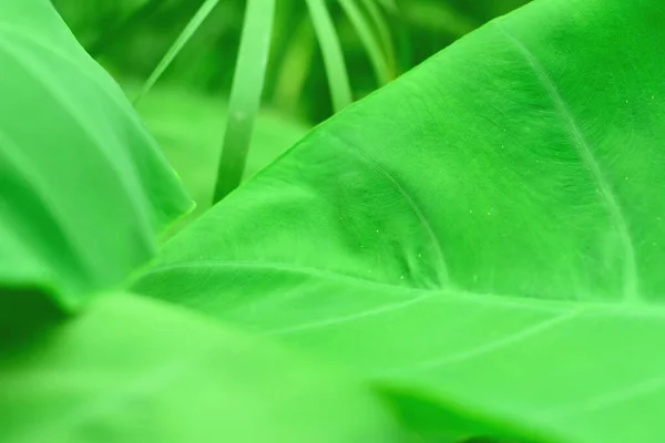 Pohled Zelený List Sloní Ucho Rostlina Selektivní Rozmazané Světle Zeleném — Stock fotografie
