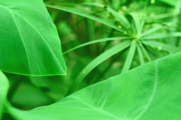 Pohled Zelený List Sloní Ucho Rostlina Selektivní Rozmazané Světle Zeleném — Stock fotografie