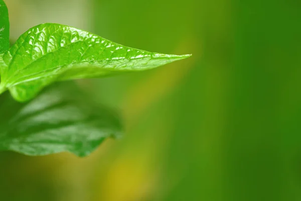 Zbliżenie Zielony Liść Tekstury Izolowane Naturalnym Tle — Zdjęcie stockowe
