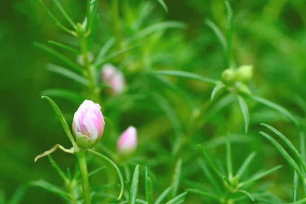 Rosa Portulaca Grandiflora Blomst Eller Solplante Mange Vanlige Navn Japanske – stockfoto
