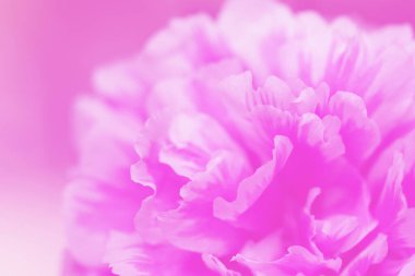 Pembe portulaca grandiflora çiçeği veya güneş bitkisi. Birçok yaygın isim Japon Gülü, Mose Rose ve Portekiz Gülü 'dür. Pembe arka planda izole edilmiş.