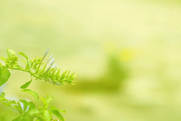 Naturbild Des Tropischen Grünen Blattes Natürliches Muster Selektiv Verschwommen Auf — Stockfoto