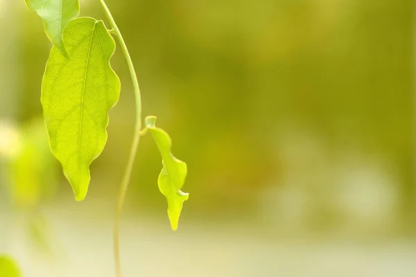Вид Природы Зеленый Лист Естественный Рисунок Выборочно Размытый Светло Зеленом — стоковое фото