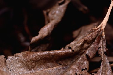 Kahverengi kuru yapraklar yere düştü. Siyah arka planda izole edilmiş, seçici odaklı..