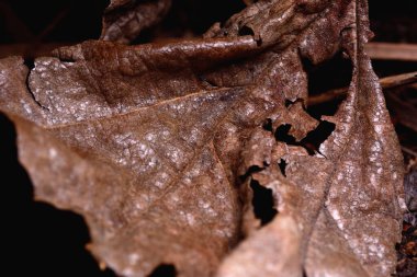 Kahverengi kuru yapraklar yere düştü. Siyah arka planda izole edilmiş, seçici odaklı..