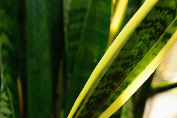 Деталь Dracaena Trifasciata Змеиное Растение Против Солнечного Света — стоковое фото