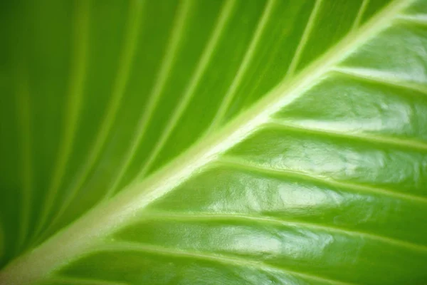 Tropisch Groen Blad Textuur Met Natuurlijke Patroon Achtergrond — Stockfoto