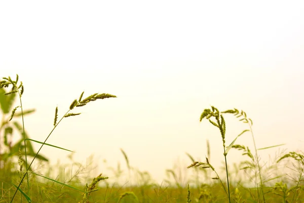Grasblumen Isoliert Auf Weißem Hintergrund Natürliches Grasland — Stockfoto