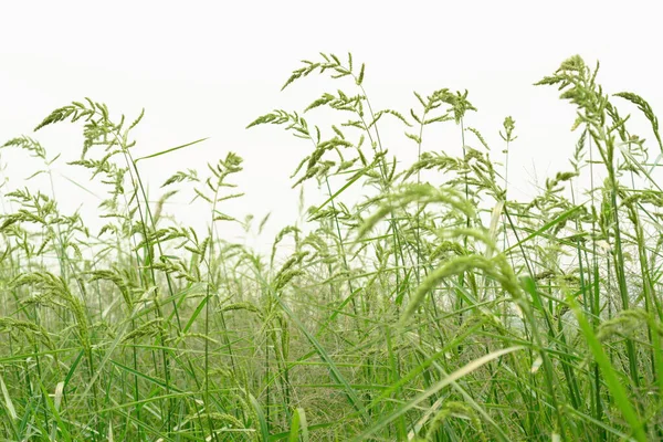 Grass Flowers Isolated White Background Natural Grassland — Stock Photo, Image