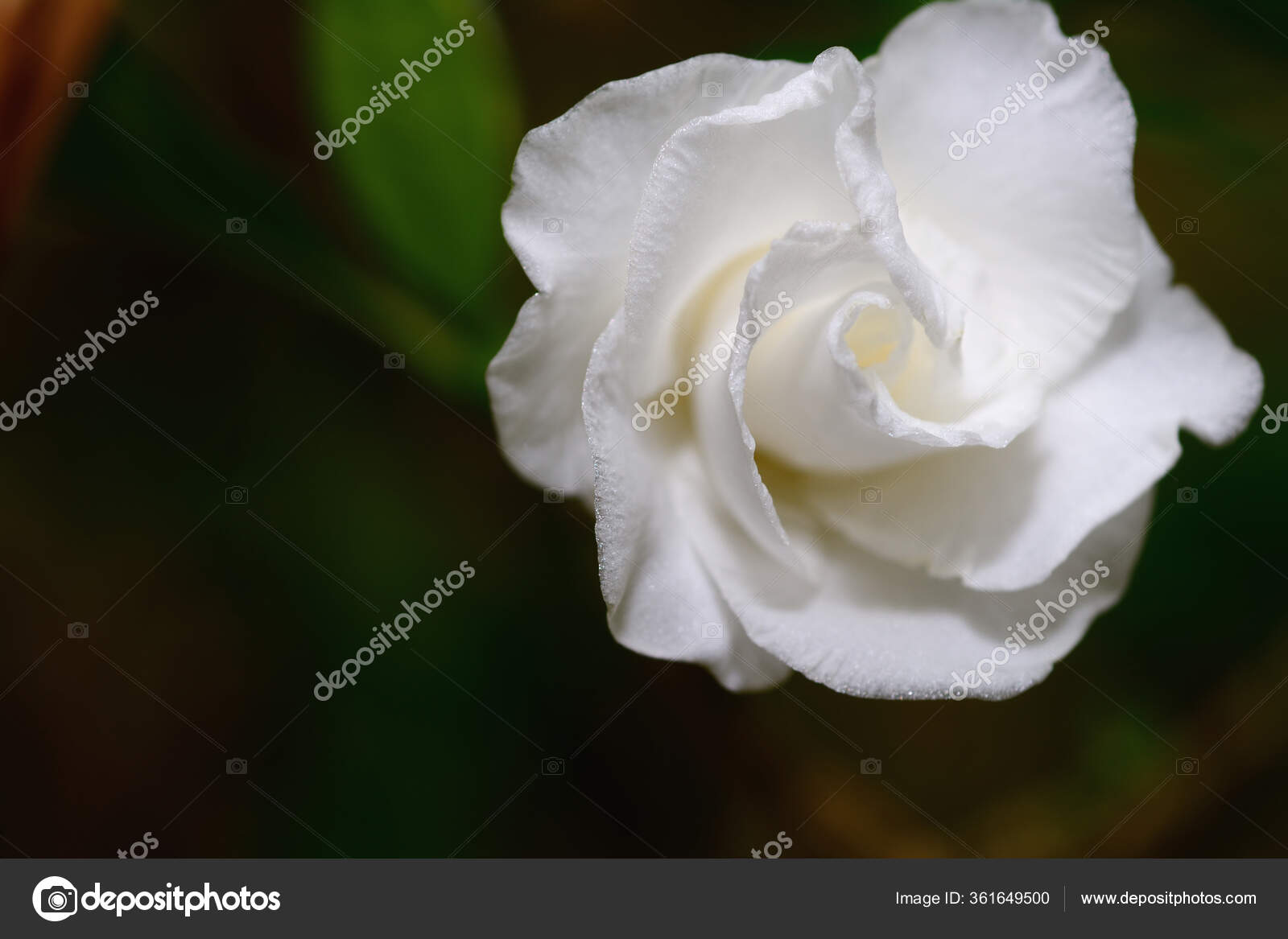 Gardenia fotos de stock, imágenes de Gardenia sin royalties | Depositphotos