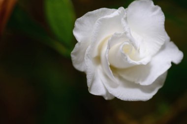 Beyaz gardenya çiçeği kahve ailesinde çiçek açan bir bitki cinsidir..