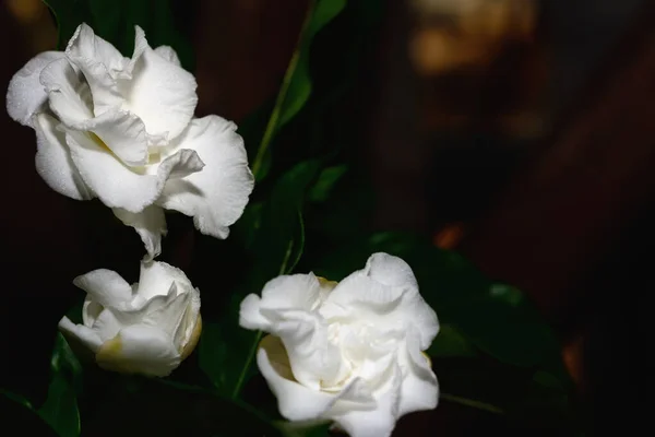 Vit Gardenia Blomma Ett Släkte Blommande Växter Kaffefamiljen — Stockfoto