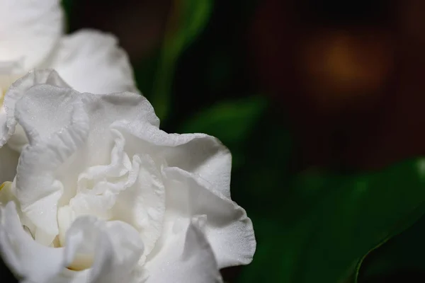 White gardenia flower a genus of flowering plants in the coffee family.