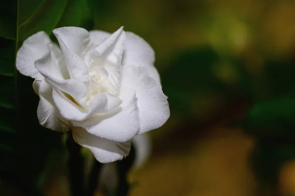 Λευκό Λουλούδι Γαρδένια Ένα Γένος Ανθοφόρων Φυτών Στην Οικογένεια Του — Φωτογραφία Αρχείου