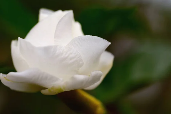 Beyaz Gardenya Çiçeği Kahve Ailesinde Çiçek Açan Bir Bitki Cinsidir — Stok fotoğraf