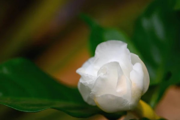 Gardênia Branca Flor Gênero Plantas Com Flores Família Café — Fotografia de Stock