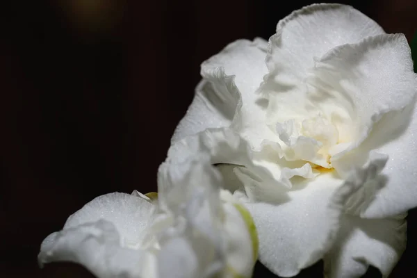 Белый Цветок Гардении Рода Цветущих Растений Семье Кофе — стоковое фото