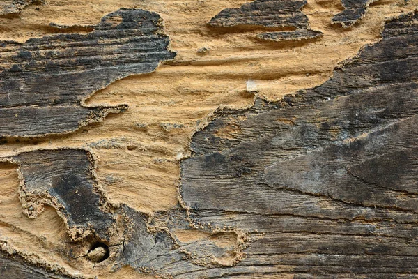 Old Wood Plank Background Wooden Texture — Stock Photo, Image