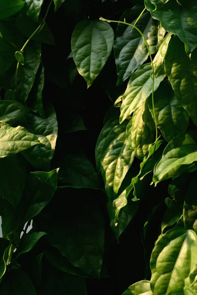 Tiliacora Triandra Verde Foglie Modello Sfondo — Foto Stock