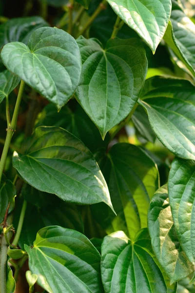 Wild Betel Leafbush Green Leaves Pattern Background — Stock Photo, Image