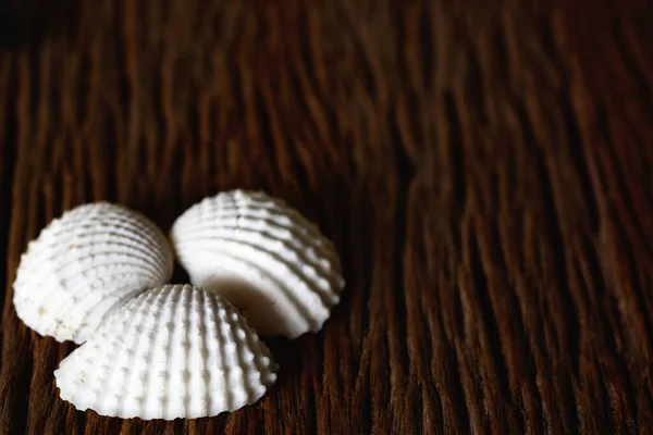 White Cockle Shells Wooden Brown Background — Stock Photo, Image