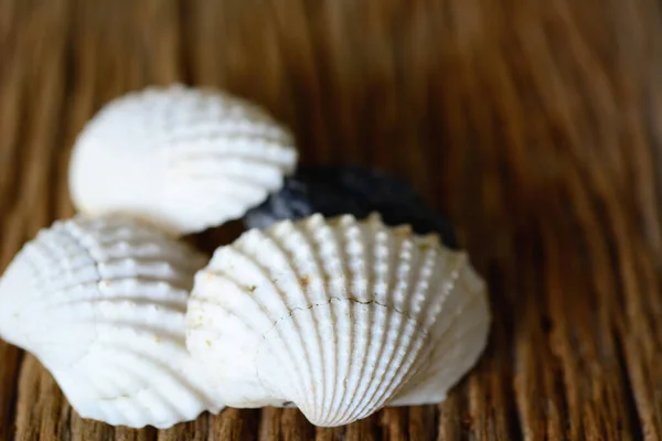 Conchas Berberechos Blancos Sobre Fondo Marrón Madera — Foto de Stock