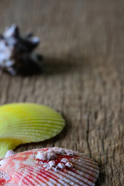 배경에 각다귀 껍데기 — 스톡 사진