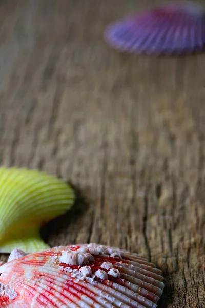 Conchas Multicolores Sobre Fondo Marrón Madera — Foto de Stock