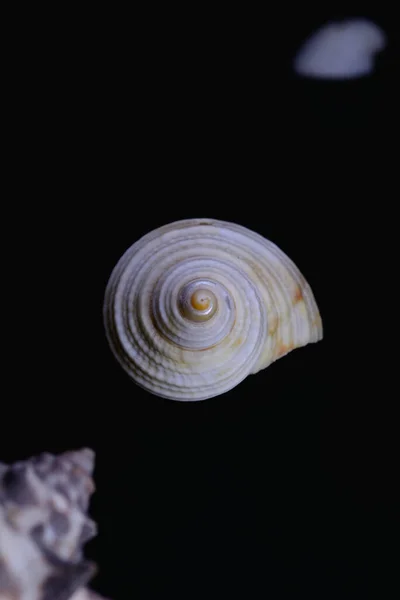 Sea Shells Isolated Black Background — Stock Photo, Image