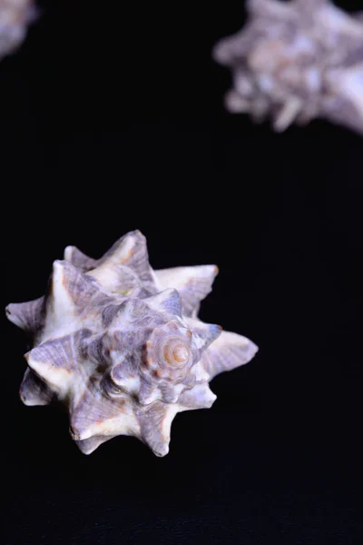 Морская Скорлупа Murex Черном Фоне — стоковое фото