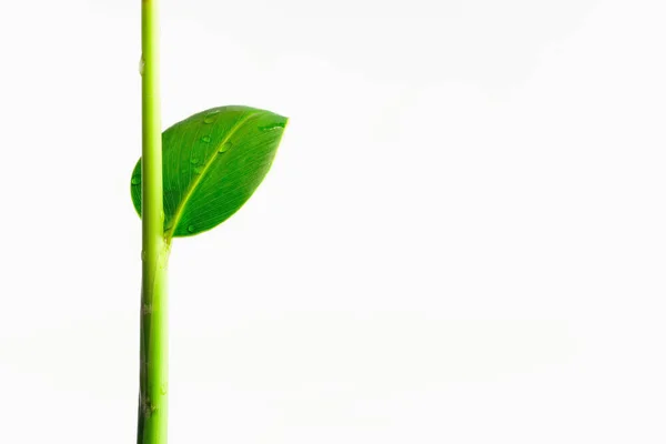 Young Galangal Leaf Isolated White Background — Stock Photo, Image