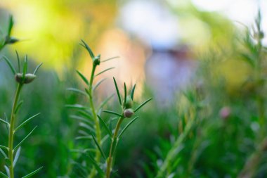 Hafif bokeh ve bulanık arkaplanlı yosun gül bitkisinin makro görüntüsü.
