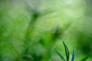 Hafif bokeh ve bulanık arkaplanlı yosun gül bitkisinin makro görüntüsü.