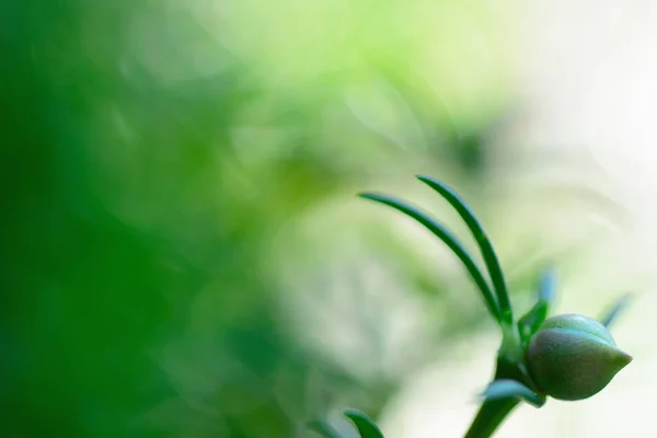 Macro Shot Moss Rose Plant Light Bokeh Blurred Background — Stock Photo, Image