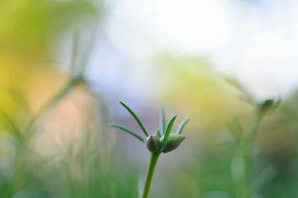 Macro Shot Moss Rose Plant Light Bokeh Blurred Background — Stock Photo, Image