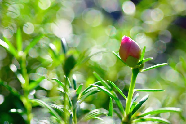 Macro Shot Moss Rose Plant Light Bokeh Blurred Background — Stock Photo, Image