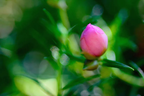 Macro shot of moss rose plant with light bokeh and blurred background.