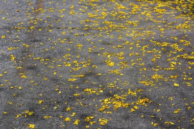 Beton yol yüzeyinde sarı çiçekler.