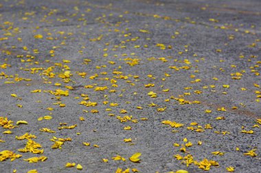 Beton yol yüzeyinde sarı çiçekler.