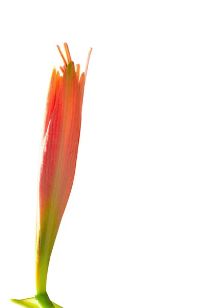 Amaryllis Blomma Isolerad Vit Bakgrund — Stockfoto